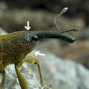 Curculionoidea d''Israele